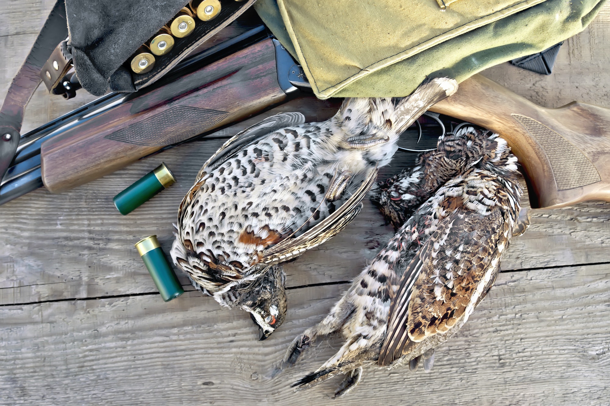 Grouse and rifle with cartridges on board