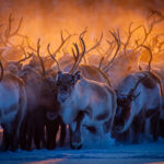 reinsdyr samipath jan helmer olsen karasjok flokken gjeting tilbud finnmark
