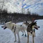 Bestill hundekjøring med Saiggas kennel og Samipath. Kjør ditt eget hundespann og kjenn mestringen vokse.