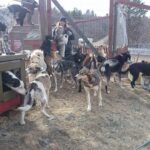 Participez activement à la préparation de l’attelage et ressentez de près l’énergie de ces animaux extraordinaires Foto saiggas kennel