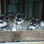 Perfect for dog lovers – meet the four legged athletes and learn how they prepare for the Finnmarksløpet. foto saiggas kennel
