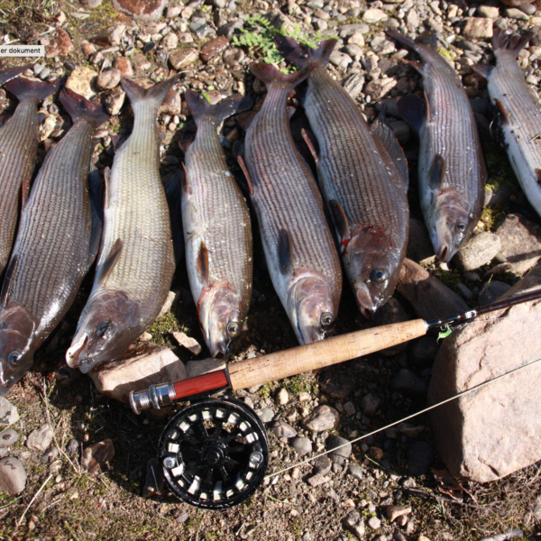 big greayling samipath fishing trips