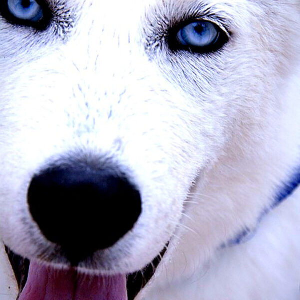 dog 469025 960 720 edited