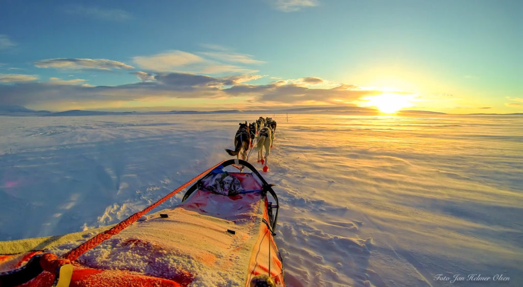 dogsled