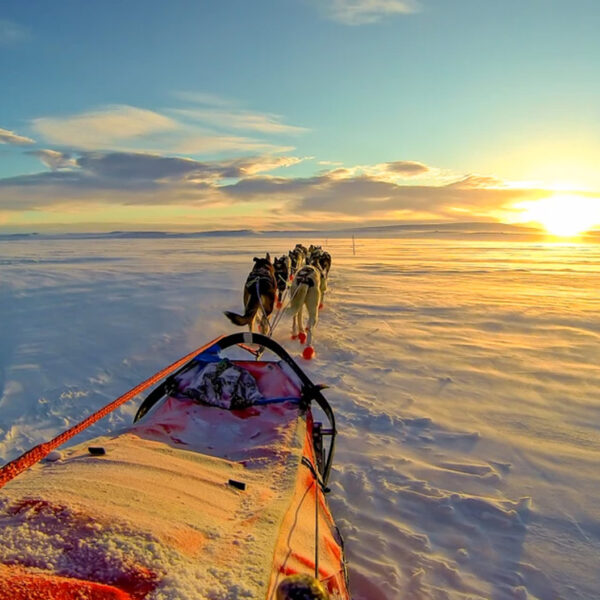 dogsled