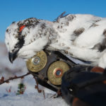 grouse hunting