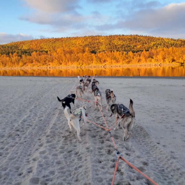 hundekjøring trening saiggas kennel