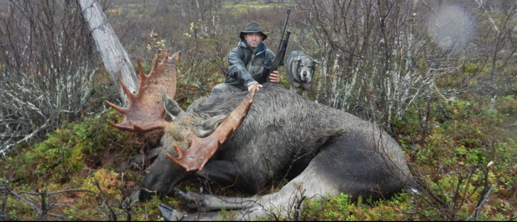 moose hunting