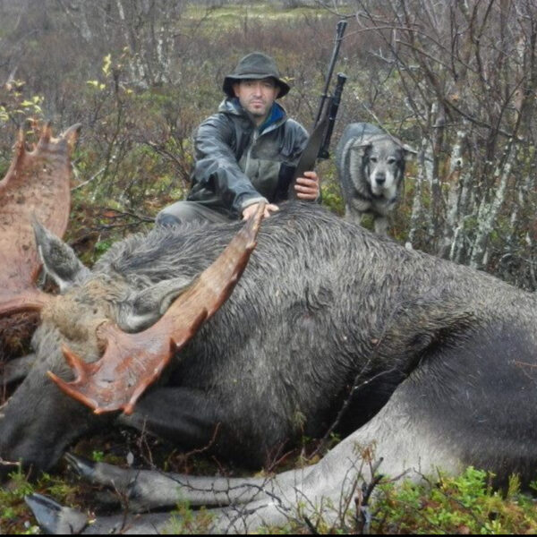moose hunting