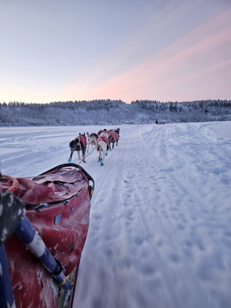 opplev hundekjøring i Karasjok med Saiggas kennel. Samipath viser veien til ekte vinterliv med hundespann