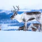 reindeer dag