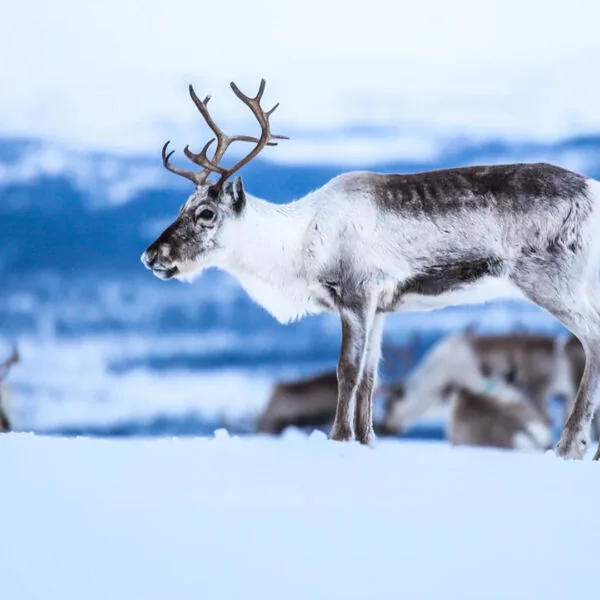 reindeer dag
