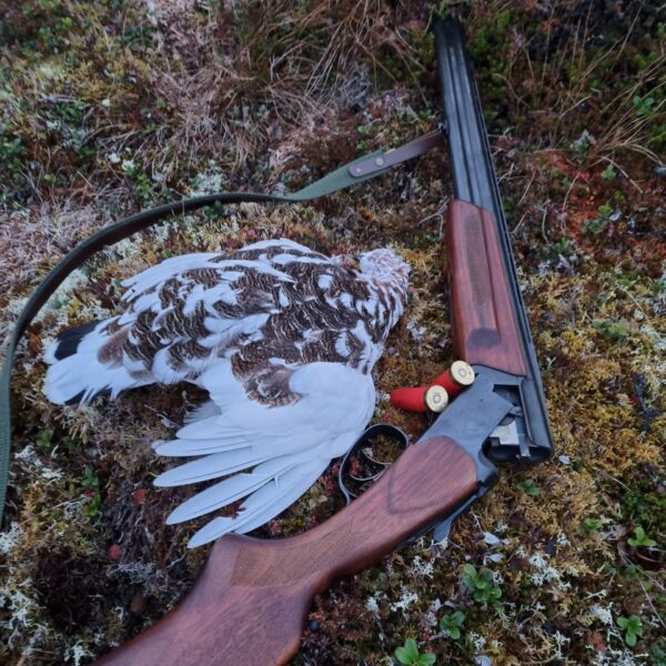 grouse hunting in lapland karasjok northern norway with samipath