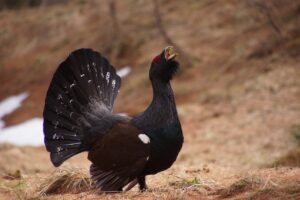 tiur storfugel jakttilbud tiur storfugel jakttilbud