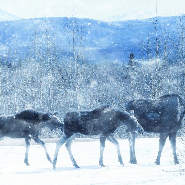 moose elg trugetur