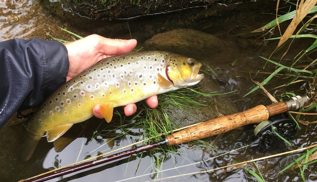 brown trout ørret fisketur fluefiske