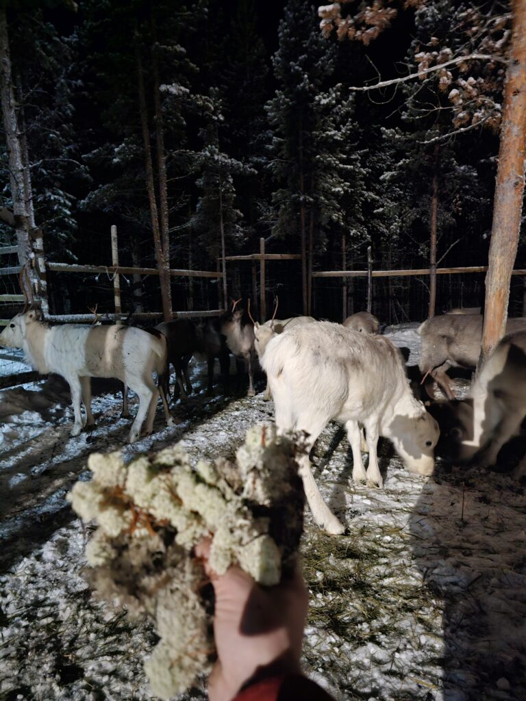 Skutereventyr og reinsdyrmating Samipath utvider sitt tilbud