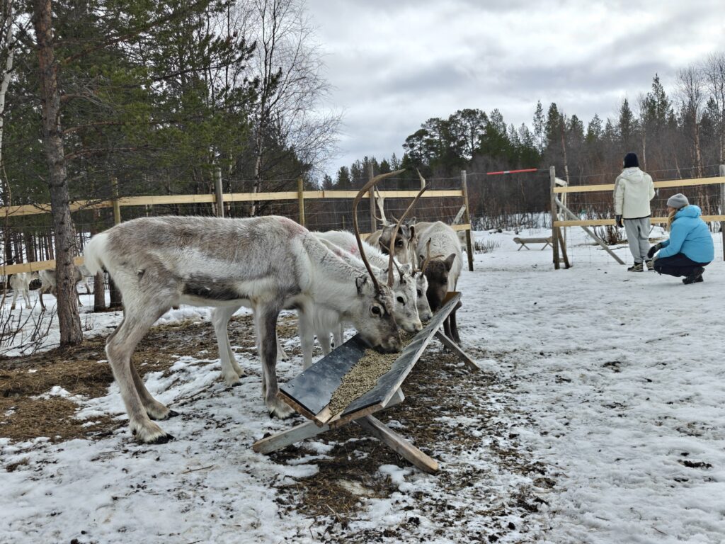 reinsdyr mating opplev reinsdyr på nært hold snakk med samene om rein samipath karasjok finnmark vinteroppleveler bestill