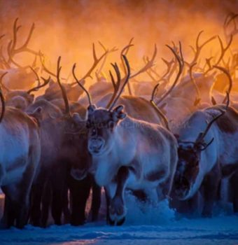 reinsdyr sameland sapmi lapland samipath reinsdyr sameland sapmi lapland samipath